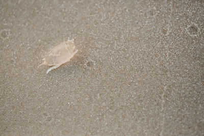 Close-up of shell on beach