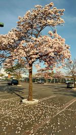 Cherry blossom tree by road against sky