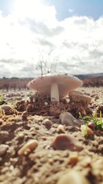 Close-up of mushroom growing on land against sky