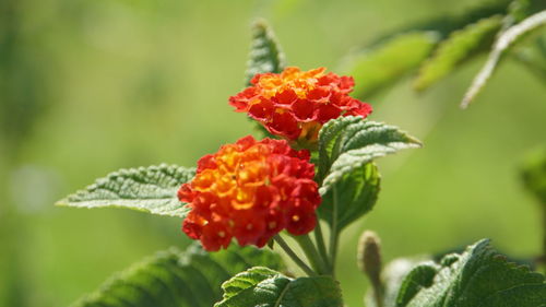 Close-up of red flowering plant