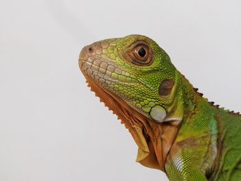 Close-up of iguana against white background