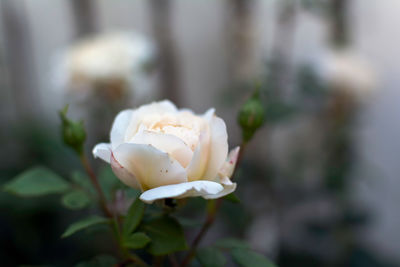 Close-up of white rose