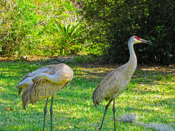 Bird perching on a field