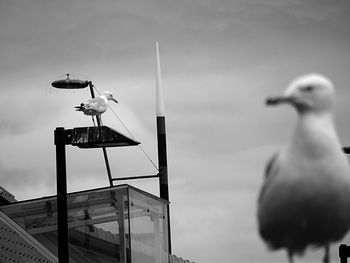Seagull perching on a street light