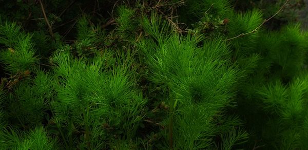 High angle view of fresh green plants on field