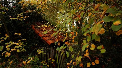 Trees in forest during autumn