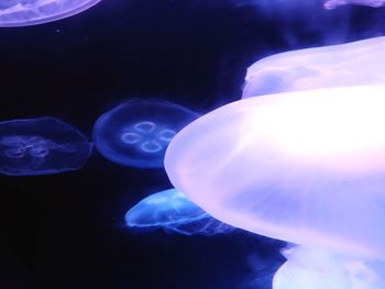 Close-up of jellyfish swimming in water