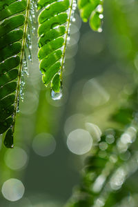 Close-up of raindrops on leaves