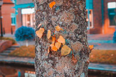 Close-up of tree trunk