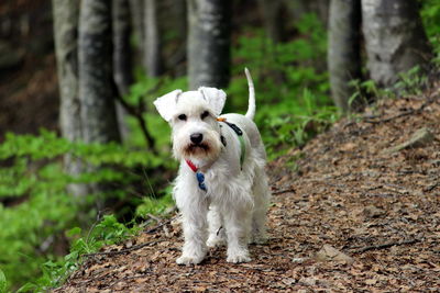 Portrait of white dog