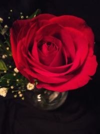 Close-up of red rose against black background