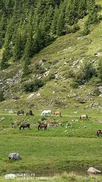 Flock of sheep grazing on landscape