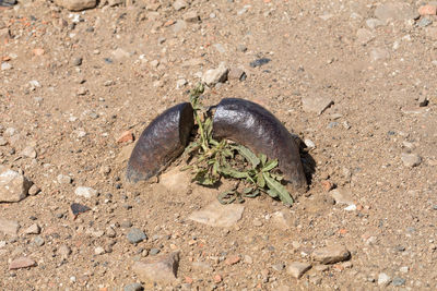 High angle view of lizard on sand