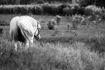 View of a horse on field