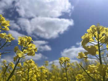 rapeseed
