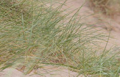 Plants growing on grassy field