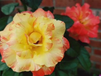 Close-up of yellow rose flower