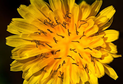 Close-up of yellow flowering plant against black background