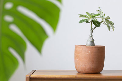 Close-up of potted plant on table