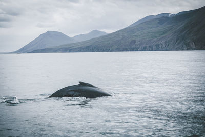Whale in iceland sea
