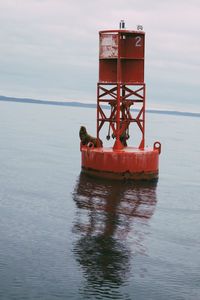 A wild seal hoisted atop a buoy in the ocean