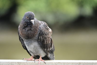 Close-up of bird perching outdoors