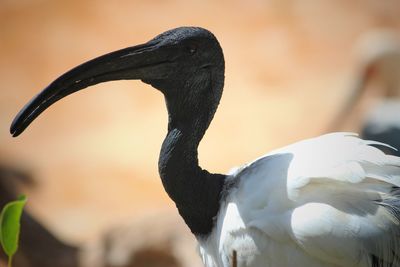 Close-up of a bird