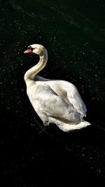 High angle view of swan swimming in lake