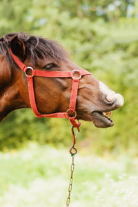 Close-up of a horse