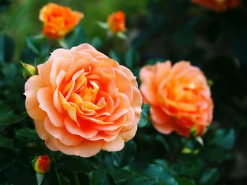 Close-up of orange flowers blooming outdoors