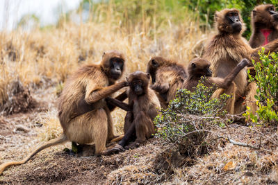 Monkey sitting on field