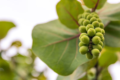 Close-up of berries growing on tree