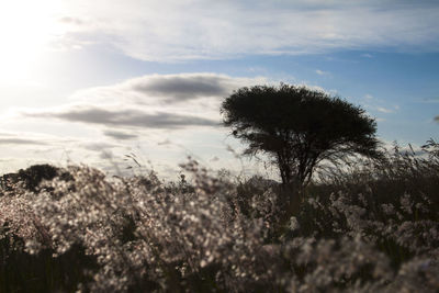 Close-up of plants growing on field against sky