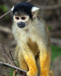 Closeup portrait of golden squirrel monkey sitting on branch in the pampas del yacuma, bolivia.