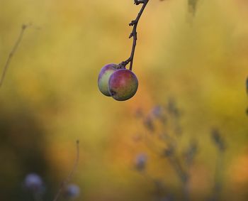 Close-up of fruits hanging on tree