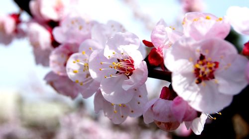 Close-up of pink cherry blossoms