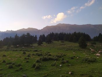 Scenic view of field against sky