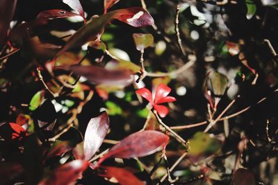 Close-up of red flowering plant