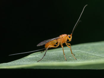 Close-up of insect