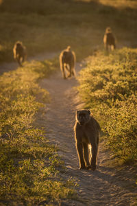 Chacma baboons on field during sunny day