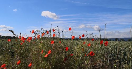 Red poppy flowers growing on field against sky