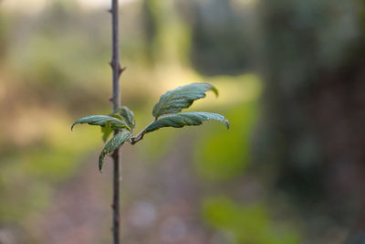 Close-up of plant growing outdoors