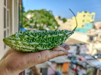 Close-up of hand holding leaf
