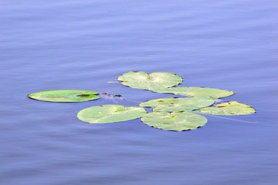 High angle view of leaves floating on water