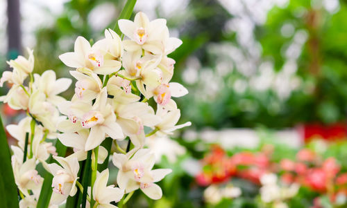 Close-up of white flowers