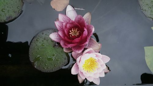 Close-up of pink flowers