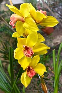 Close-up of yellow day lily blooming outdoors