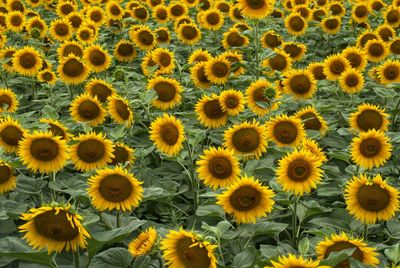 Full frame shot of yellow flowering plants