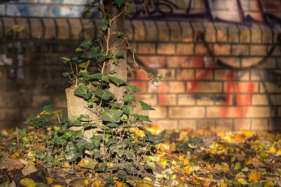 Close-up of ivy growing on tree