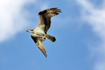 Low angle view of bird flying against sky